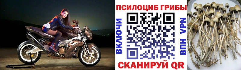 Псилоцибиновые грибы GOLDEN TEACHER  Купить где  Муравленко 